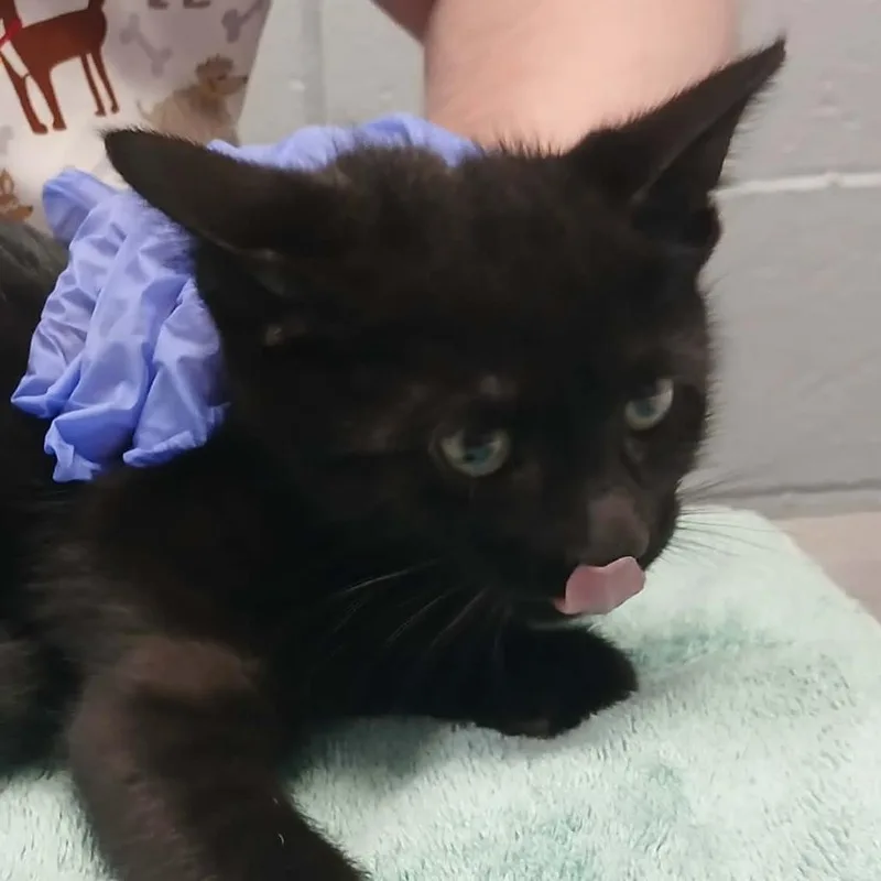 A baby small-sized male Black Domestic Short Hair cat named Soccer for adoption in West Olive, MI