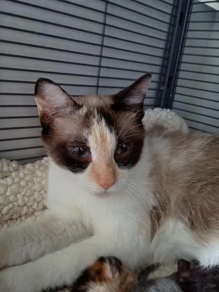 A young medium-sized female Siamese cat named LuLu for adoption in Lewisville, TX