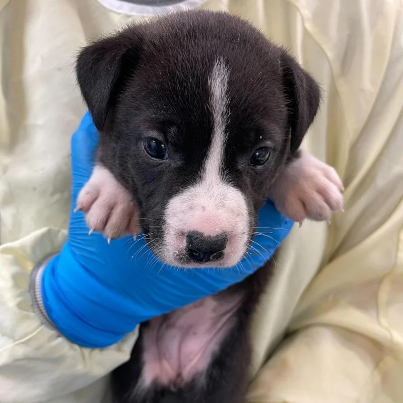 Seraphina thumbnail 3