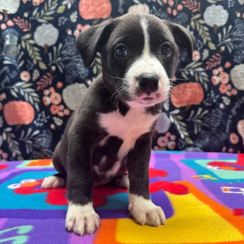 Seraphina thumbnail 4