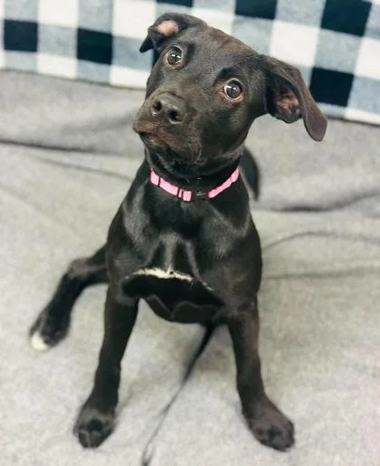 A baby small-sized female Mixed Breed dog named Cantina Chicken Bowl for adoption in West Chester, PA