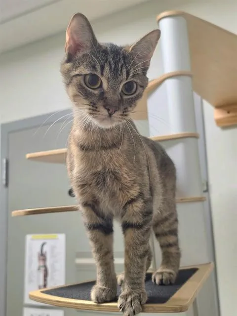 A young medium-sized female Domestic Short Hair cat named Esme for adoption in Saint Peters, MO