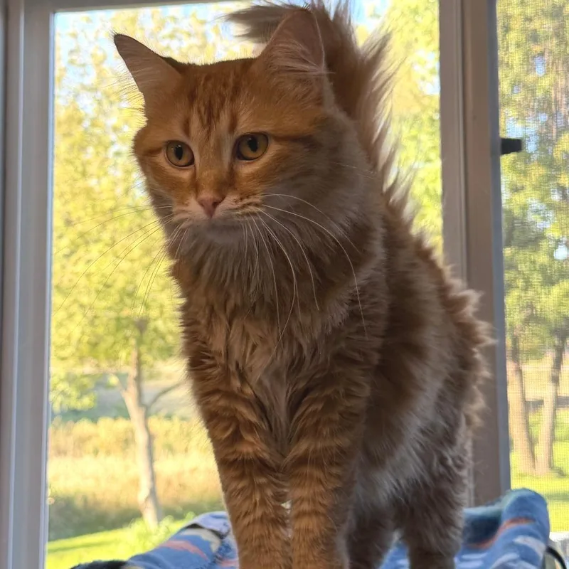 An adult medium-sized female Domestic Medium Hair cat named Cider for adoption in Milford, IA