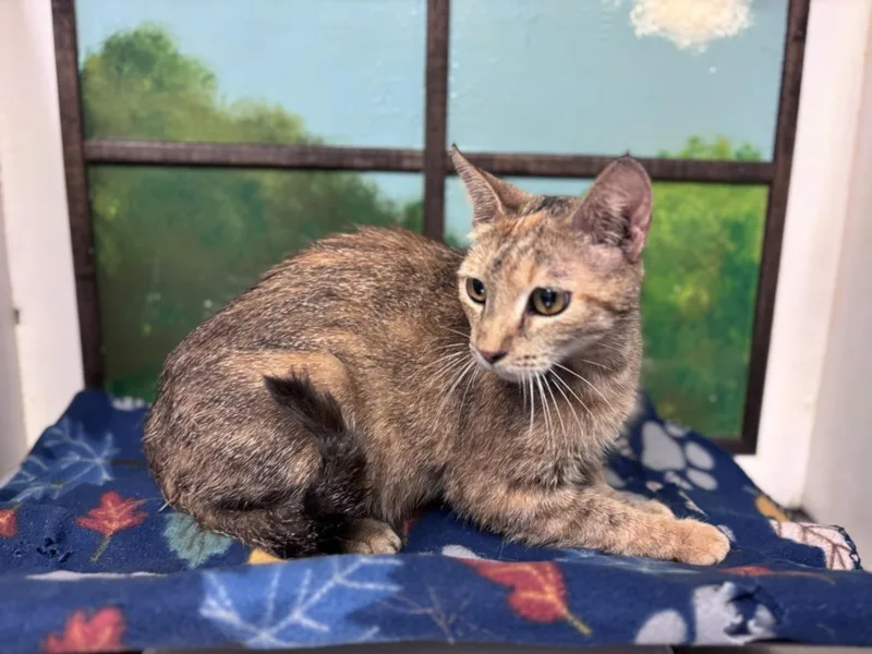 A young large-sized female Domestic Short Hair cat named Stephanie for adoption in Houston, TX