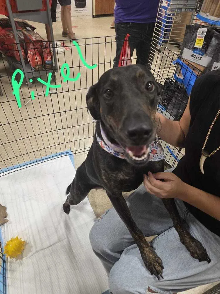 An adult large-sized female Labrador Retriever dog named Pixel for adoption in Naranjito, PR