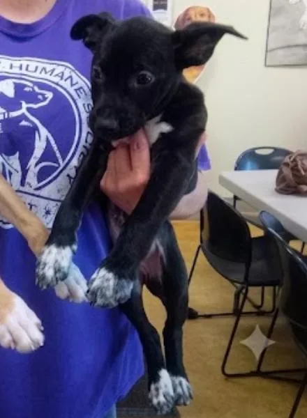 A young large-sized female Pit Bull Terrier dog named Hazel for adoption in Austin, MN