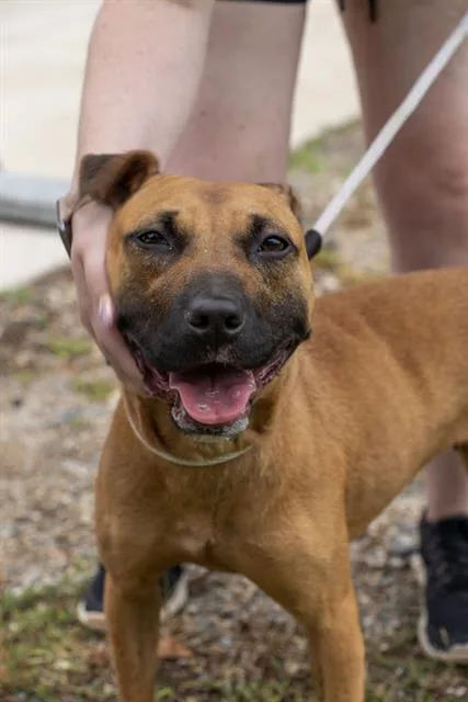 An adult medium-sized female Labrador Retriever dog named Marcie for adoption in Charlotte, NC