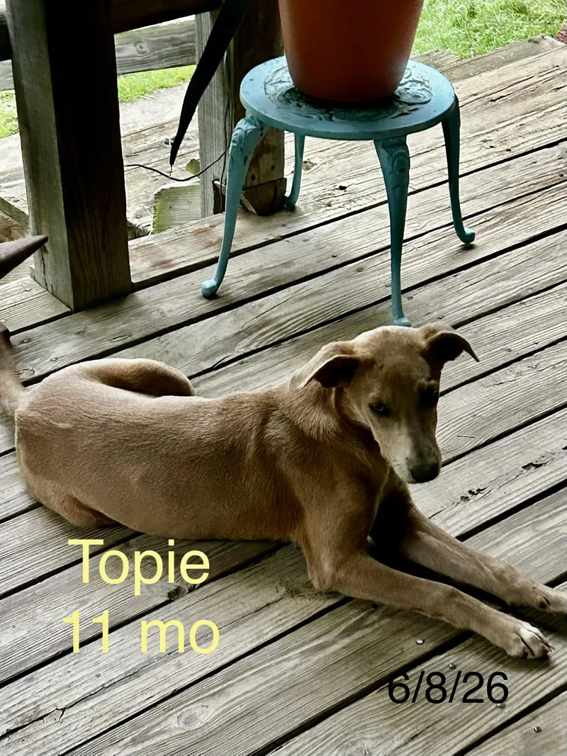 A young large-sized female German Pinscher dog named Topie Shape for adoption in Wakefield, RI