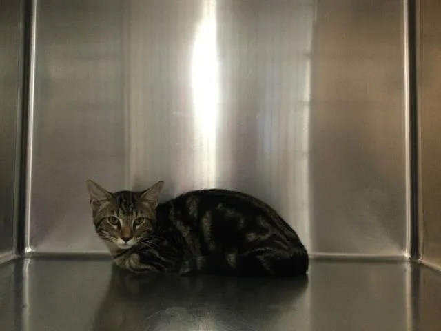 A young small-sized male Domestic Short Hair cat named Zedd for adoption in Thousand Palms, CA