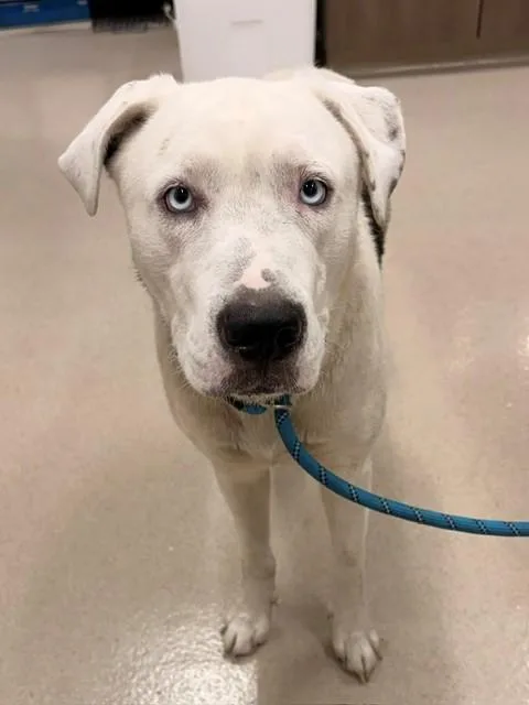 A young large-sized female Pit Bull Terrier dog named Snowy for adoption in Baytown, TX