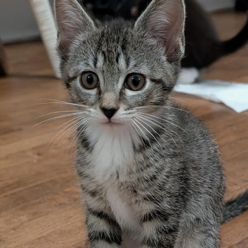 A baby small-sized male Brown / Chocolate Domestic Short Hair cat named Nick Wilde for adoption in Wadena, MN