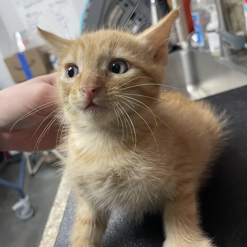 A baby small-sized male Orange / Red Domestic Short Hair cat named Basstray for adoption in Webster, TX