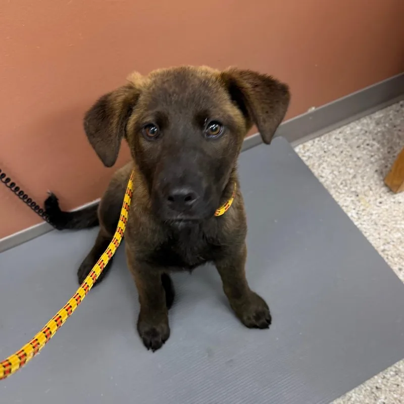 A baby medium-sized female Black Labrador Retriever dog named Thingamajig for adoption in Detroit Lakes, MN