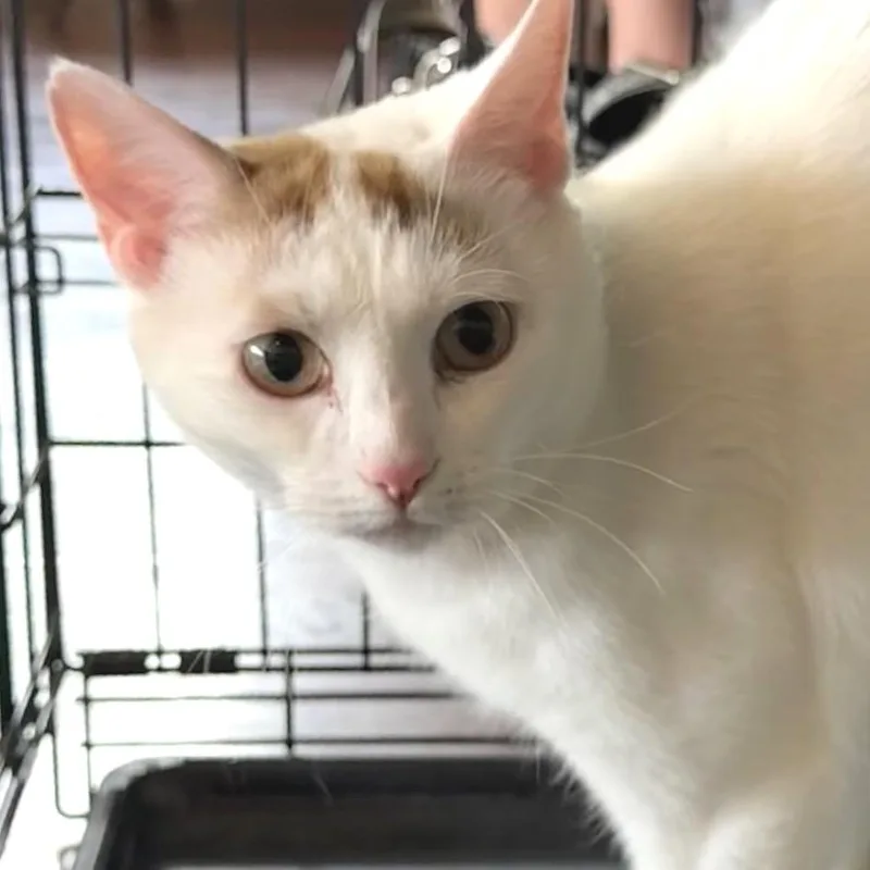 A young small-sized male Orange / Red Domestic Short Hair cat named Kwaylin for adoption in Chapel Hill, NC