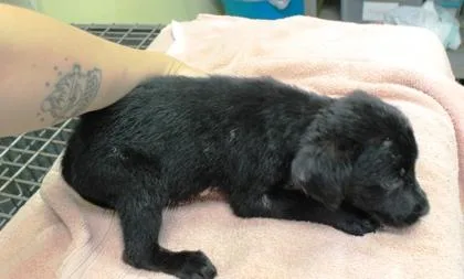 A baby large-sized female Labrador Retriever dog named Coral for adoption in Picayune, MS