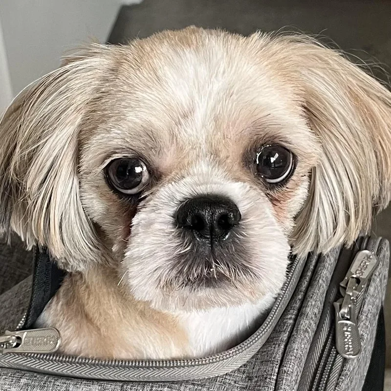 An adult small-sized male Shih Tzu dog named Brew Trooper for adoption in Plano, TX