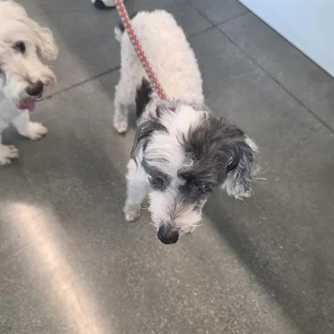 An adult small-sized male Poodle dog named Carlos for adoption in San Martin, CA