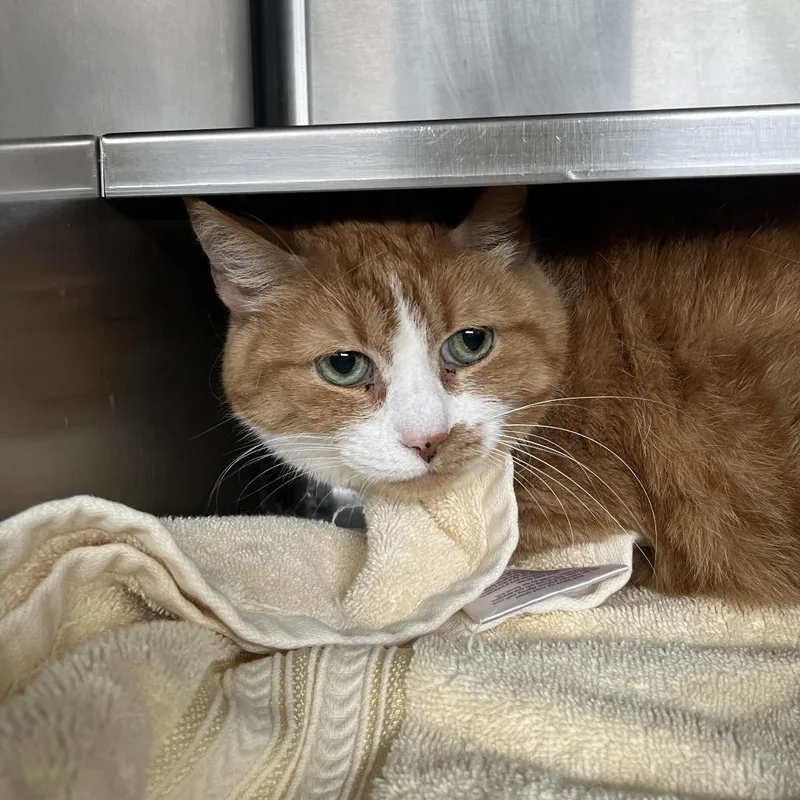 A senior medium-sized female Orange / Red American Shorthair cat named Momma for adoption in Bristol, IN