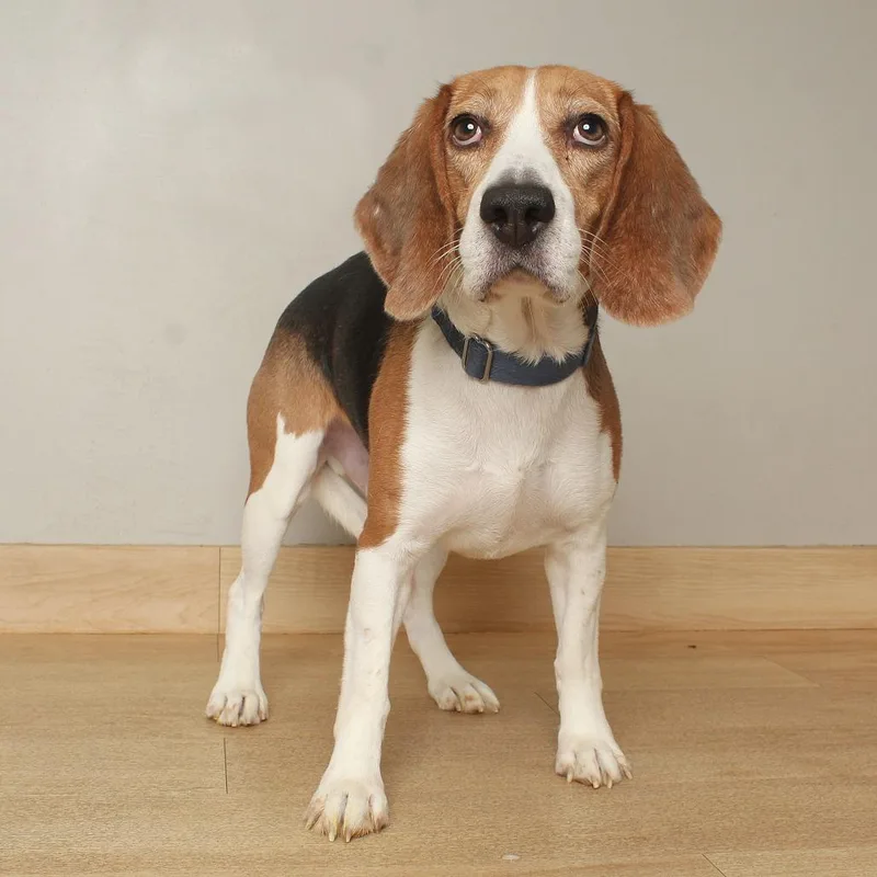 A young medium-sized male Beagle dog named Kinglet D for adoption in Minnetonka, MN