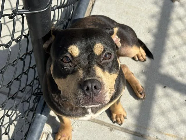 An adult medium-sized female Australian Kelpie dog named Debbie for adoption in Tulsa, OK