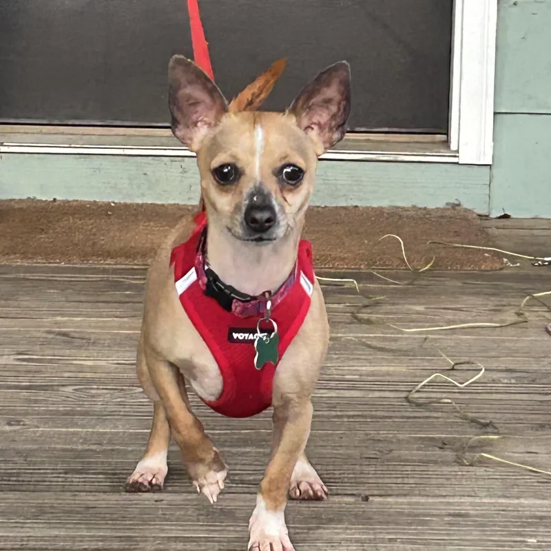 An adult small-sized female Yellow / Tan / Blond / Fawn Chihuahua dog named Whimsy for adoption in East Point, GA