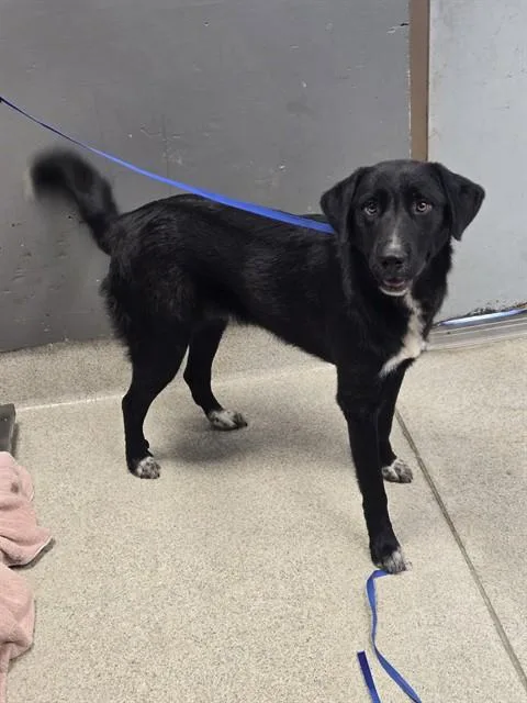 A young large-sized male Great Pyrenees dog named Manny for adoption in Tallahassee, FL