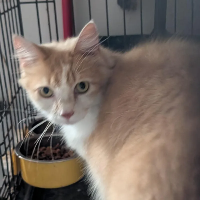 A senior small-sized male Domestic Medium Hair cat named Delta for adoption in Carmel, IN