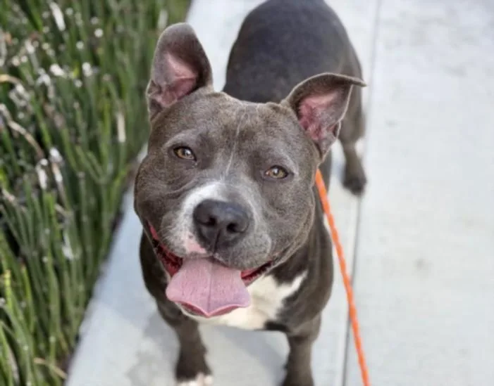 A young large-sized male Pit Bull Terrier dog named Enzo for adoption in Los Angeles, CA