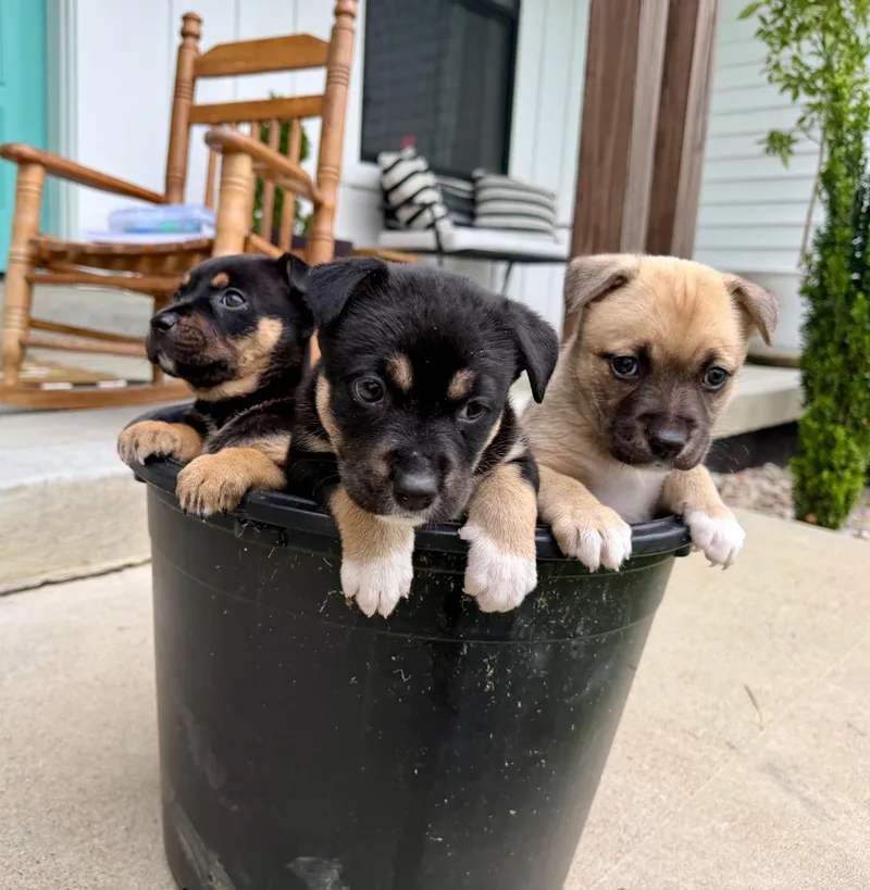 A baby large-sized female German Shepherd Dog dog named Care Bear Litter Girls for adoption in Avon, CT