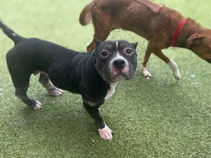 An adult small-sized female American Bulldog dog named Bunny for adoption in Gainesville, FL