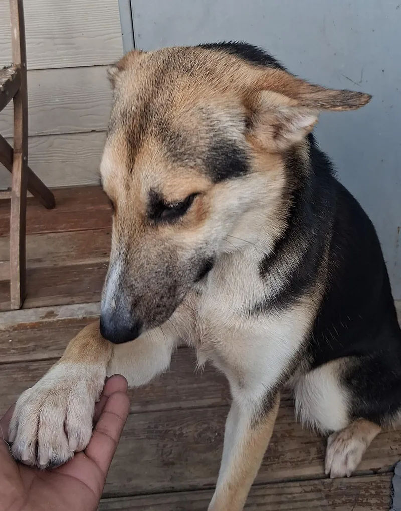 A young large-sized female German Shepherd Dog dog named Addie super sweet for adoption in Houston, TX