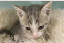 A baby medium-sized female Domestic Short Hair cat named Crisp for adoption in West Chester, PA