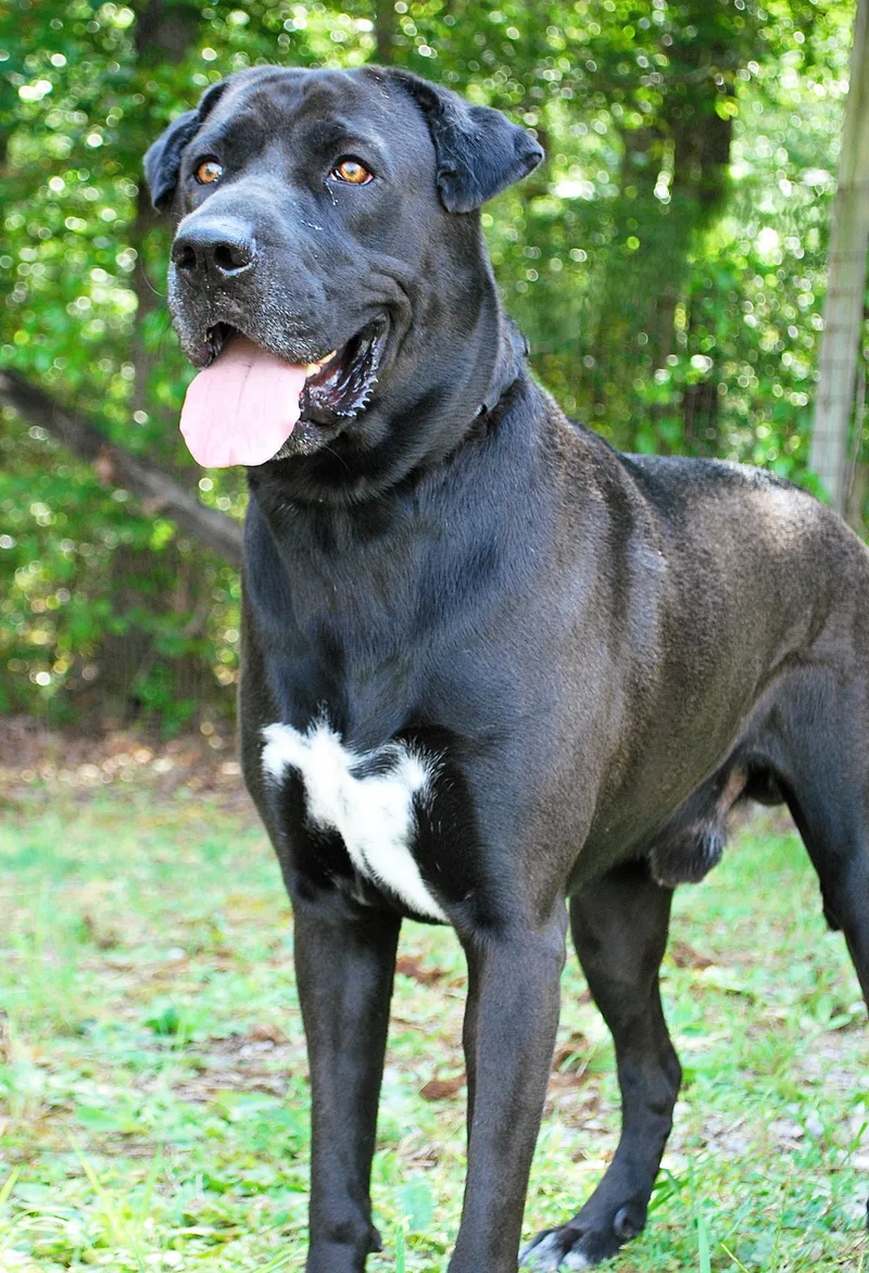 Lennie