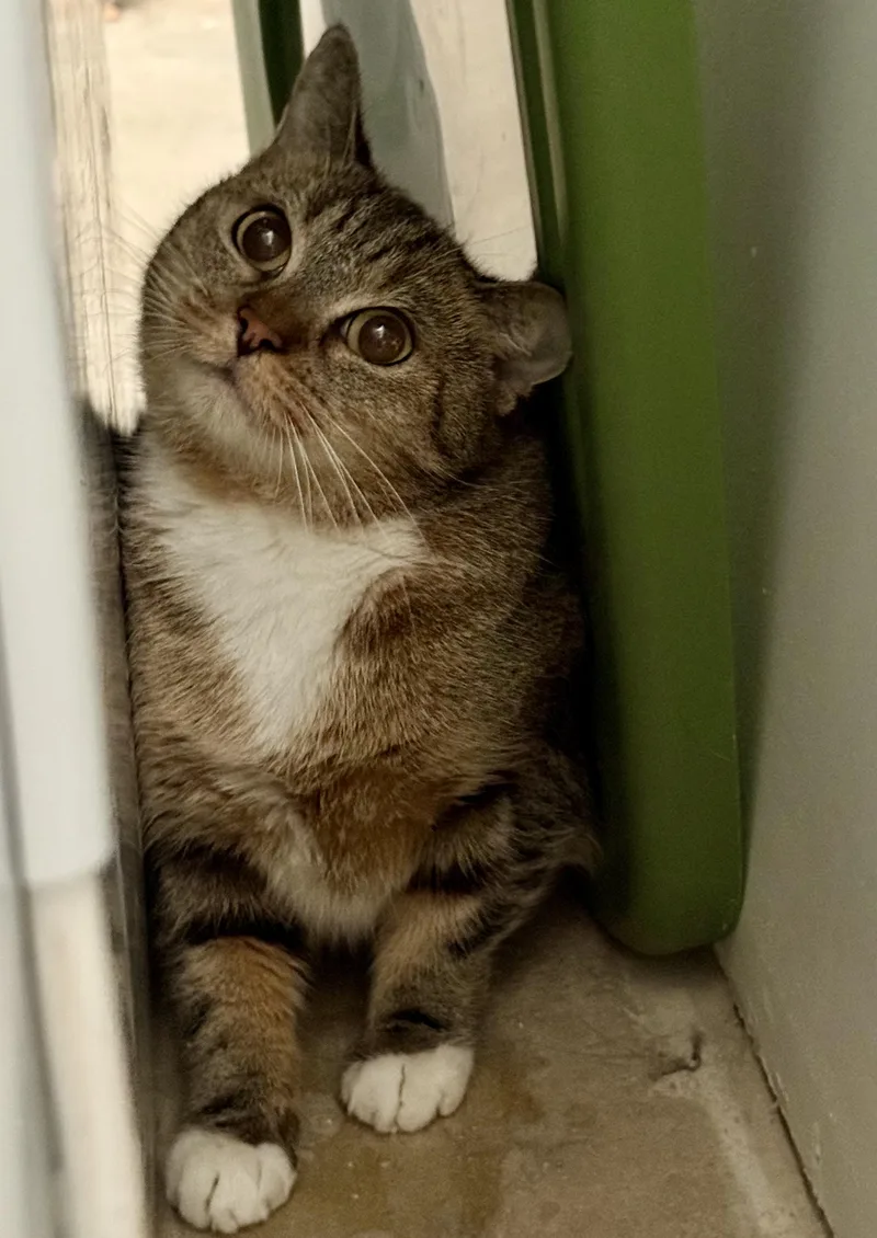 An adult medium-sized female Domestic Short Hair cat named Socks for adoption in Marana, AZ