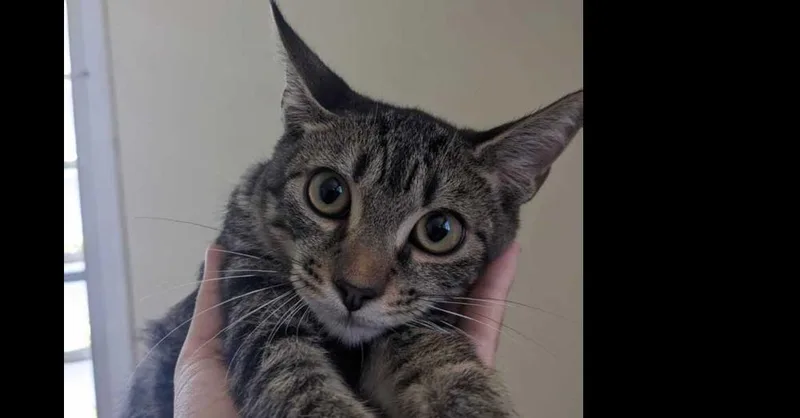 A baby small-sized male Gray / Blue / Silver Domestic Short Hair cat named Elio for adoption in Naranjito, PR