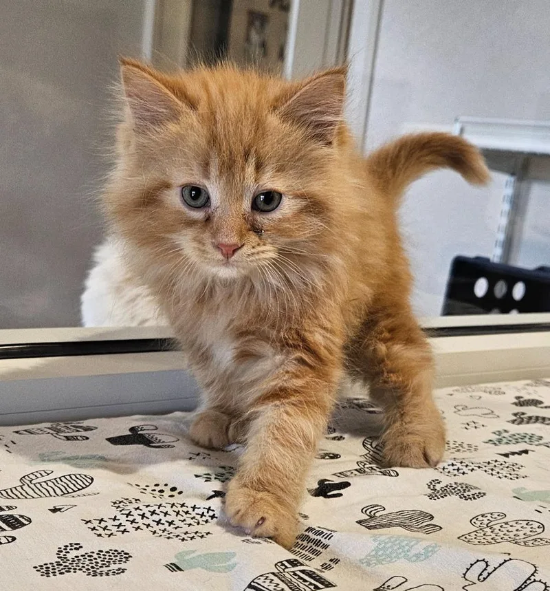 A baby small-sized male Domestic Long Hair cat named Carl for adoption in Fremont, OH