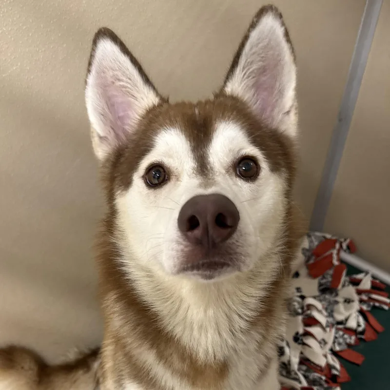 An adult medium-sized male Merle (Red) Husky dog named Hank for adoption in St. Augustine, FL