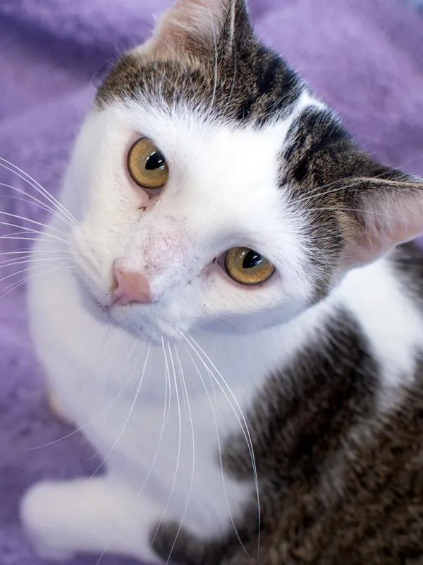 An adult large-sized male Domestic Short Hair cat named Fishington for adoption in Roanoke, VA