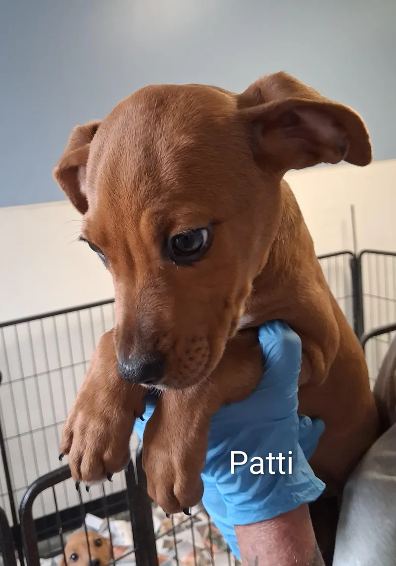 A baby medium-sized female Labrador Retriever dog named Patti for adoption in Maynardville, TN
