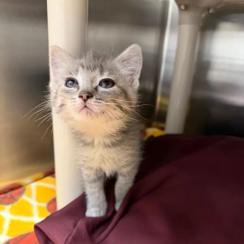 A baby small-sized female Gray / Blue / Silver Domestic Short Hair cat named Tundra for adoption in Detroit Lakes, MN