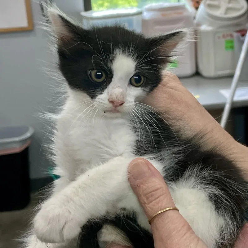 A baby small-sized male Black Domestic Long Hair cat named Cookies & Cream for adoption in Fairmont, WV
