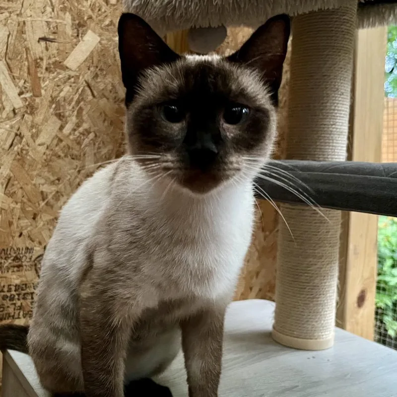 A young medium-sized female Siamese cat named Saturday Morning Cartoons for adoption in Boerne, TX