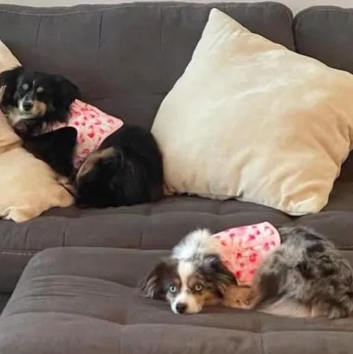Motherdaughter mini Aussies