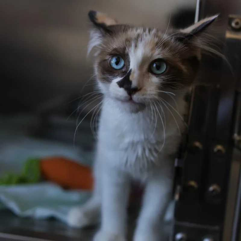 A baby small-sized female Brown / Chocolate Domestic Medium Hair cat named Dottie for adoption in Los Angeles, CA