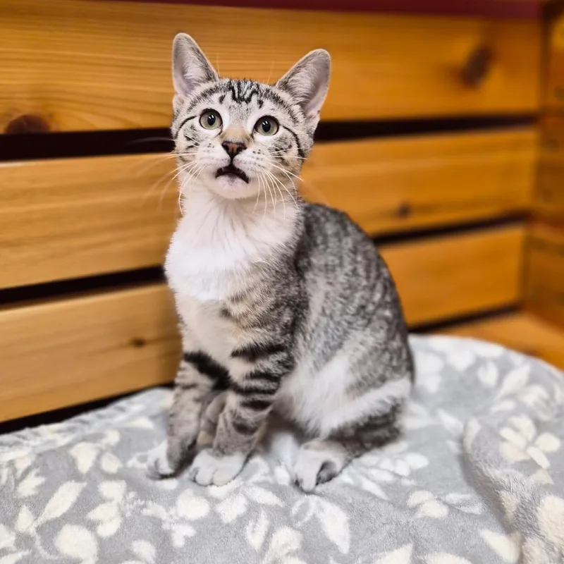 A baby small-sized female Domestic Short Hair cat named Prada for adoption in Woodstock, IL