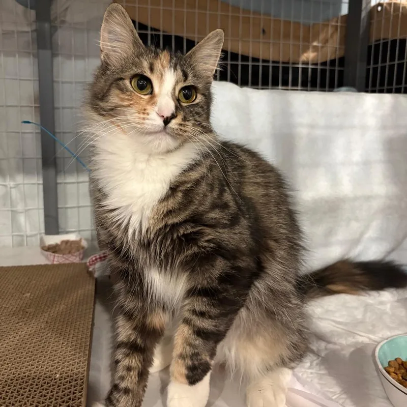 A young medium-sized female Brown / Chocolate Domestic Short Hair cat named Blake for adoption in Middle Village, NY