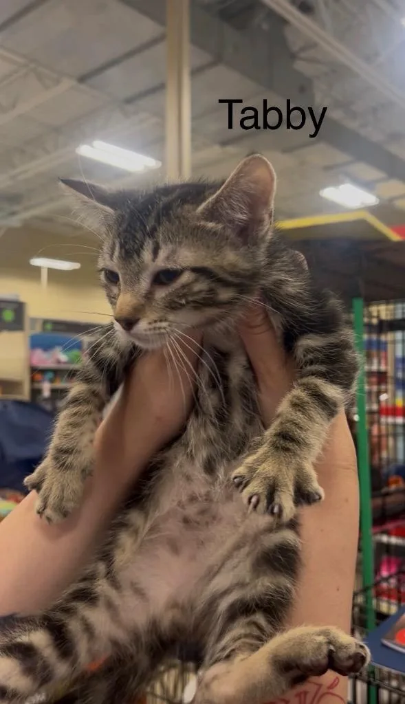 A baby medium-sized female Domestic Short Hair cat named Tabby for adoption in Spring, TX