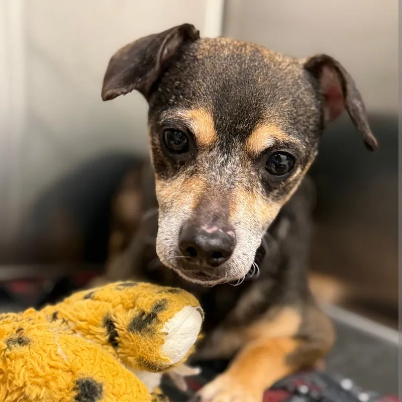 An adult small-sized male Black Mixed Breed dog named Ditto for adoption in DeKalb, IL
