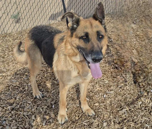 An adult medium-sized female German Shepherd Dog dog named Wilma for adoption in Albuquerque, NM