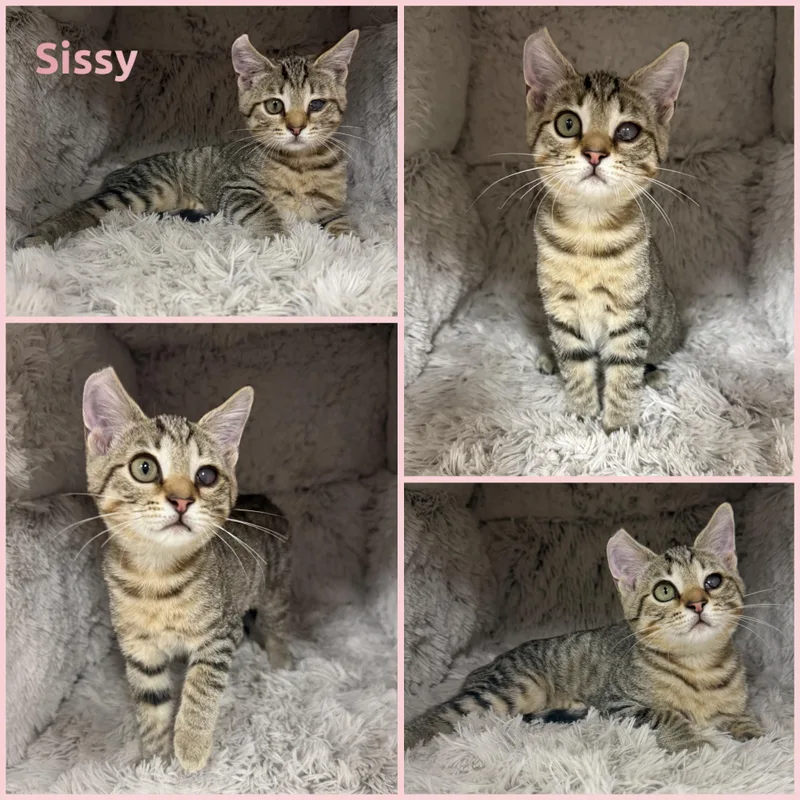 A baby small-sized female Tabby (Buff / Tan / Fawn) Domestic Short Hair cat named Sissy for adoption in Louisville, KY